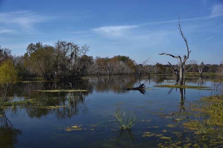 Brazos Bend State Park